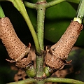 Ceriops pseudodecandra in Cairns<br />Canon EOS KDX (400D) + EFS60 F2.8 + SPEEDLITE 380EX